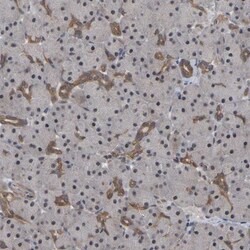FAM219A Antibody, Novus Biologicals:Antibodies:Primary Antibodies