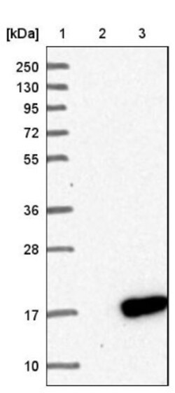 PLGRKT Antibody, Novus Biologicals 0.1mL; Unlabeled:Antibodies, Polyclonal