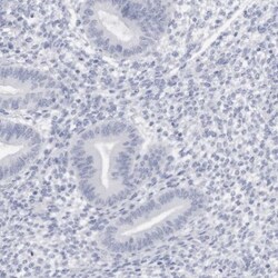 C9orf50 Antibody, Novus Biologicals 25 &mu;L, Unlabeled:Antibodies, Polyclonal
