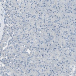 CACNA2D1 Antibody, Novus Biologicals 25 &mu;L; Unlabeled:Antibodies, Polyclonal