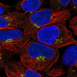 CALML4 Antibody, Novus Biologicals 0.1mL; Unlabeled:Antibodies, Polyclonal