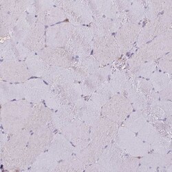 CALML4 Antibody, Novus Biologicals 0.1mL; Unlabeled:Antibodies, Polyclonal