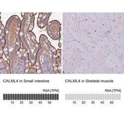 CALML4 Antibody, Novus Biologicals 0.1mL; Unlabeled:Antibodies, Polyclonal