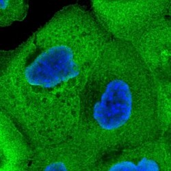 CALML5 Antibody, Novus Biologicals 25 &mu;L; Unlabeled:Antibodies, Polyclonal
