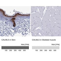 CALML5 Antibody, Novus Biologicals 25 &mu;L; Unlabeled:Antibodies, Polyclonal