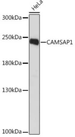 CAMSAP1 Rabbit anti-Human, Mouse, Polyclonal, Novus Biologicals 100 &mu;g;