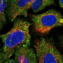 CAMSAP1L1 Antibody, Novus Biologicals:Antibodies:Primary Antibodies