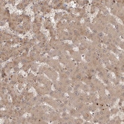 CAMSAP1L1 Antibody, Novus Biologicals:Antibodies:Primary Antibodies