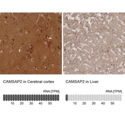 CAMSAP1L1 Antibody, Novus Biologicals:Antibodies:Primary Antibodies