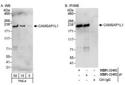 CAMSAP1L1 Antibody, Novus Biologicals 0.1 mL | Buy Online | Novus Biologicals | Fisher Scientific