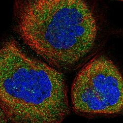 CAMTA1 Antibody, Novus Biologicals 0.1mL; Unlabeled:Antibodies, Polyclonal
