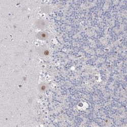 CAMTA1 Antibody, Novus Biologicals 0.1mL; Unlabeled:Antibodies, Polyclonal