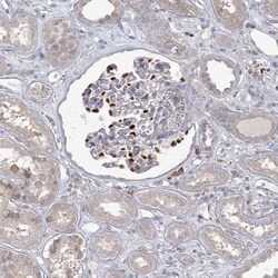 CAMTA1 Antibody, Novus Biologicals 0.1mL; Unlabeled:Antibodies, Polyclonal