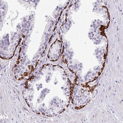 CAPC/ LRRC26 Antibody, Novus Biologicals:Antibodies:Primary Antibodies