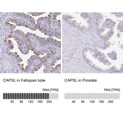 CAPSL Antibody, Novus Biologicals:Antibodies:Primary Antibodies
