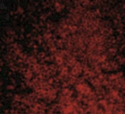 CARD11/CARMA1 Antibody - BSA Free, Novus Biologicals 0.1mg; Unlabeled:Antibodies,
