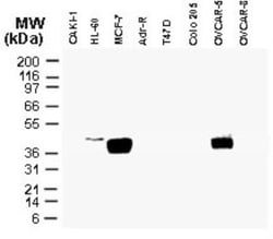 CARD8 Antibody, Novus Biologicals:Antibodies:Primary Antibodies