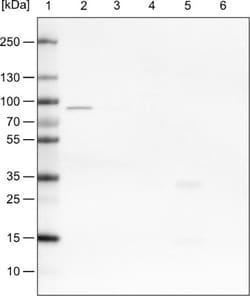 CARS Antibody (CL2304), Novus Biologicals 25 &mu;L, Unlabeled:Antibodies,