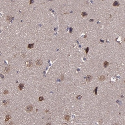 CDC45L Antibody, Novus Biologicals:Antibodies:Primary Antibodies