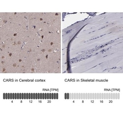 CDC45L Antibody, Novus Biologicals:Antibodies:Primary Antibodies
