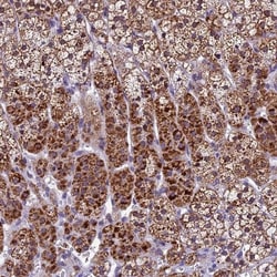 CARS2 Antibody, Novus Biologicals:Antibodies:Primary Antibodies