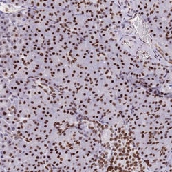 CART/CARTPT Antibody, Novus Biologicals 0.1mL; Unlabeled:Antibodies, Polyclonal