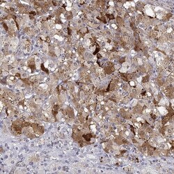 CART/CARTPT Antibody, Novus Biologicals 0.1mL; Unlabeled:Antibodies, Polyclonal