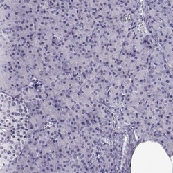 CART/CARTPT Antibody, Novus Biologicals 0.1mL; Unlabeled:Antibodies, Polyclonal