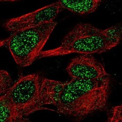 CASC10 Antibody, Novus Biologicals 0.1mL; Unlabeled:Antibodies, Polyclonal