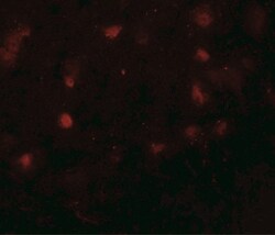 CASK Antibody - BSA Free, Novus Biologicals:Antibodies:Primary Antibodies