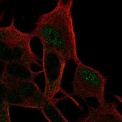 CASK Interacting Protein 1 Rabbit anti-Human, Polyclonal, Novus Biologicals