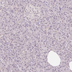 CASK Interacting Protein 1 Antibody, Novus Biologicals 0.1mL; Unlabeled:Antibodies,