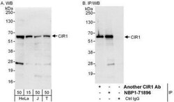 CBF1-interacting corepressor Antibody, Novus Biologicals 0.1mg; Unlabeled:Antibodies,