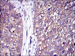 CBL Antibody (3B12), Novus Biologicals 0.1mL; Unlabeled:Antibodies, Monoclonal