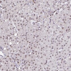 CBP/KAT3A Antibody, Novus Biologicals 0.1mL; Unlabeled:Antibodies, Polyclonal