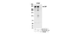 CBP/KAT3A Antibody, Novus Biologicals 0.1mg; Unlabeled:Antibodies, Polyclonal