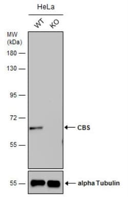 CBS Antibody (519), Novus Biologicals 0.1mL; Unlabeled:Antibodies, Monoclonal