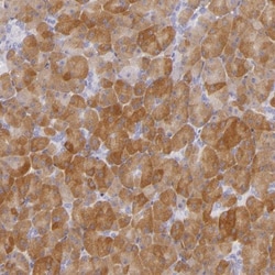 CBS Antibody, Novus Biologicals 25 &mu;L; Unlabeled:Antibodies, Polyclonal