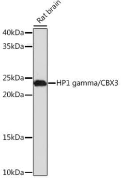 CBX3 Rabbit anti-Human, Mouse, Rat, Clone: 7B7Q2, Novus Biologicals 20