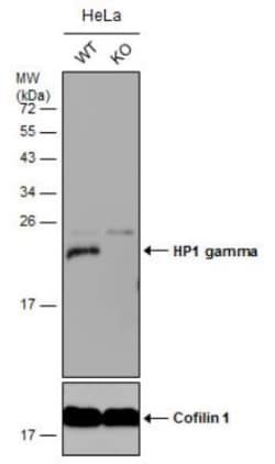 CBX3 Antibody, Novus Biologicals 0.1mL; Unlabeled:Antibodies, Polyclonal