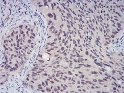 CBX4 Antibody (6C5G3) - BSA Free, Novus Biologicals 0.1mg; Unlabeled:Antibodies,