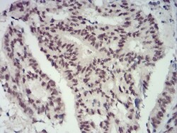 CBX4 Antibody (6C5G3) - BSA Free, Novus Biologicals 0.1mg; Unlabeled:Antibodies,