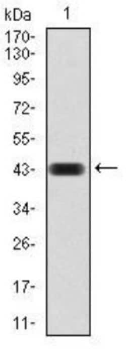 CBX4 Antibody (6C5G3) - BSA Free, Novus Biologicals 0.1mg; Unlabeled:Antibodies,