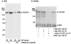 CCAR1 Antibody, Novus Biologicals 0.1mL; Unlabeled:Antibodies, Polyclonal