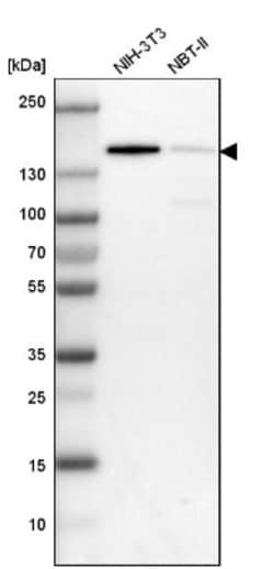 CDC2L2 Antibody, Novus Biologicals:Antibodies:Primary Antibodies