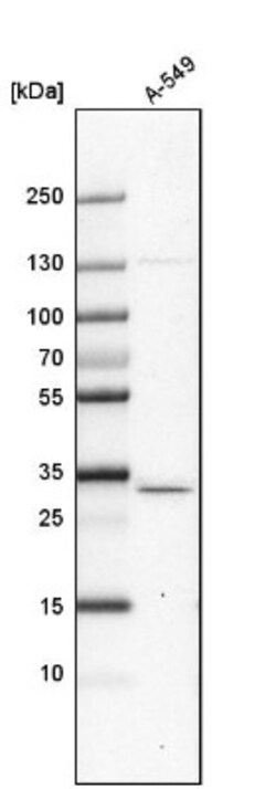 anti-CCDC109A, Polyclonal, Novus Biologicals 0.1 mL | Buy Online | Novus Biologicals | Fisher Scientific