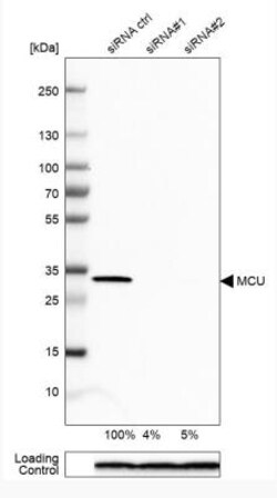 anti-CCDC109A, Polyclonal, Novus Biologicals 0.1 mL | Buy Online | Novus Biologicals | Fisher Scientific