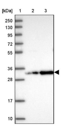 CCDC127 Antibody, Novus Biologicals 25 &mu;L; Unlabeled:Antibodies, Polyclonal