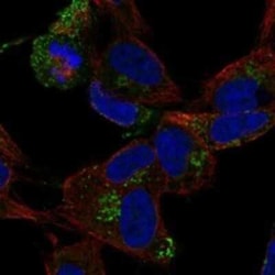 CCDC136 Rabbit anti-Human, Polyclonal, Novus Biologicals 100 &mu;g; Unconjugated:Antibodies,