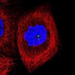 CCDC14 Antibody, Novus Biologicals 0.1mL; Unlabeled:Antibodies, Polyclonal